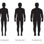 Three Main Body Types
