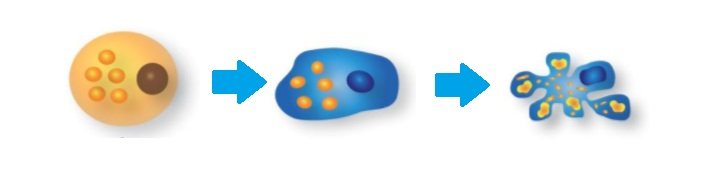 apoptosis